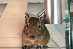 Degu sitting on a platform facing the camera