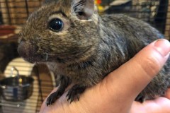 Degu supported in a hand, with its head seen in profile