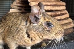 Close-up of a degu’s head and ear