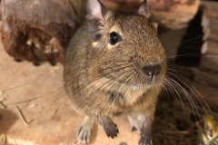 Degu facing the camera, with an area of sparse fur on its muzzle