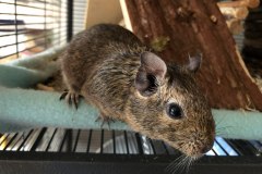 Degu’s head in profile, with sparse fur around the eye