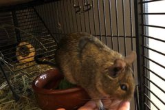 Degu leaning forwards in a furnished cage