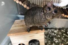 Degu in profile on a wooden shelf in its cage