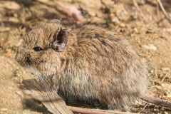 1_degu-costino-hembra-octodon-lunatus-cpaula-diaz-levi-1