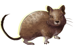 1_Octodon-Genus-illus-08-4-pattes-et-face-SF
