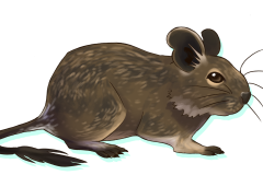 Octodon-Agouti-01