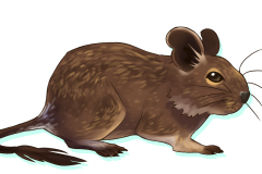 Octodon-Agouti-02