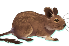 Octodon-Agouti-03