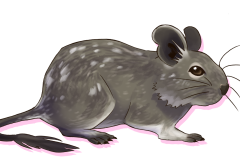 Octodon-Agouti-Bleu-Patche-01