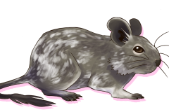 Octodon-Agouti-Bleu-Patche-02