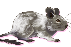 Octodon-Agouti-Bleu-Patche-03