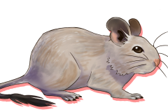 Octodon-Agouti-Creme-03