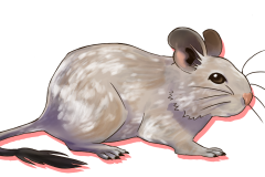 Octodon-Agouti-Creme-Patche-02