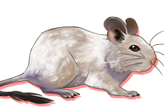 Octodon-Agouti-Creme-Patche-03