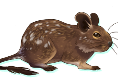 Octodon-Agouti-Patche-01