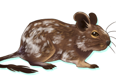 Octodon-Agouti-Patche-02