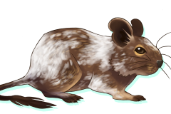 Octodon-Agouti-Patche-03