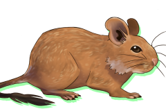 Octodon-Agouti-Sable-01