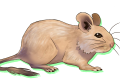 Octodon-Agouti-Sable-02