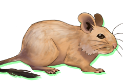 Octodon-Agouti-Sable-03