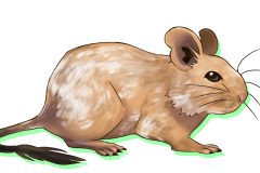 Octodon-Agouti-Sable-Patche-02