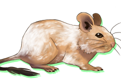 Octodon-Agouti-Sable-Patche-03