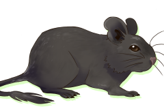 Octodon-Non-Agouti-Bleu-01
