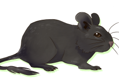 Octodon-Non-Agouti-Bleu-02