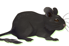 Octodon-Non-Agouti-Bleu-03