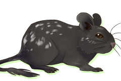 Octodon-Non-Agouti-Bleu-Patche-01