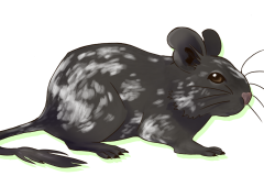 Octodon-Non-Agouti-Bleu-Patche-02