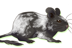 Octodon-Non-Agouti-Bleu-Patche-03