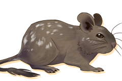 Octodon-Non-Agouti-Chocolat-Patche-01