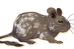 Octodon-Non-Agouti-Chocolat-Patche-02