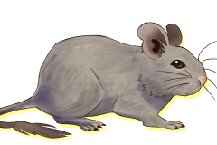 Octodon-Non-Agouti-Lila-03