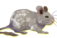 Octodon-Non-Agouti-Lila-Patche-02