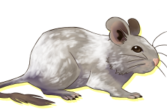 Octodon-Non-Agouti-Lila-Patche-03