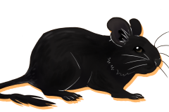 Octodon-Non-Agouti-Noir-01