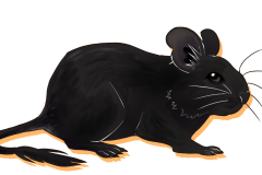 Octodon-Non-Agouti-Noir-02