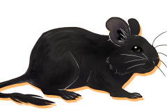 Octodon-Non-Agouti-Noir-03