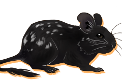 Octodon-Non-Agouti-Noir-Patche-01