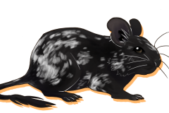 Octodon-Non-Agouti-Noir-Patche-02