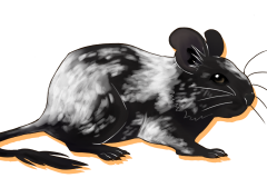 Octodon-Non-Agouti-Noir-Patche-03