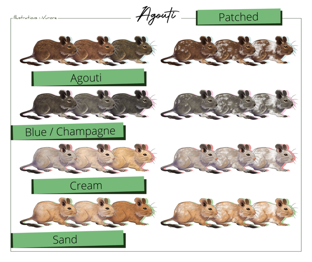 Agouti colors - Illustration by Vurore