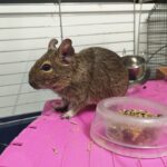 Frequently Asked Questions about degus
