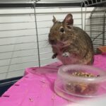 How to treat the arthritis in the common degu