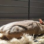 How to avoid heat stroke in degus?