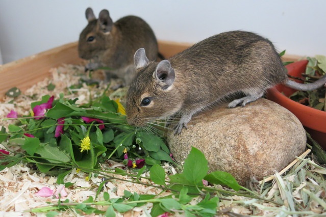 How To Feed My Degu World Of Degus