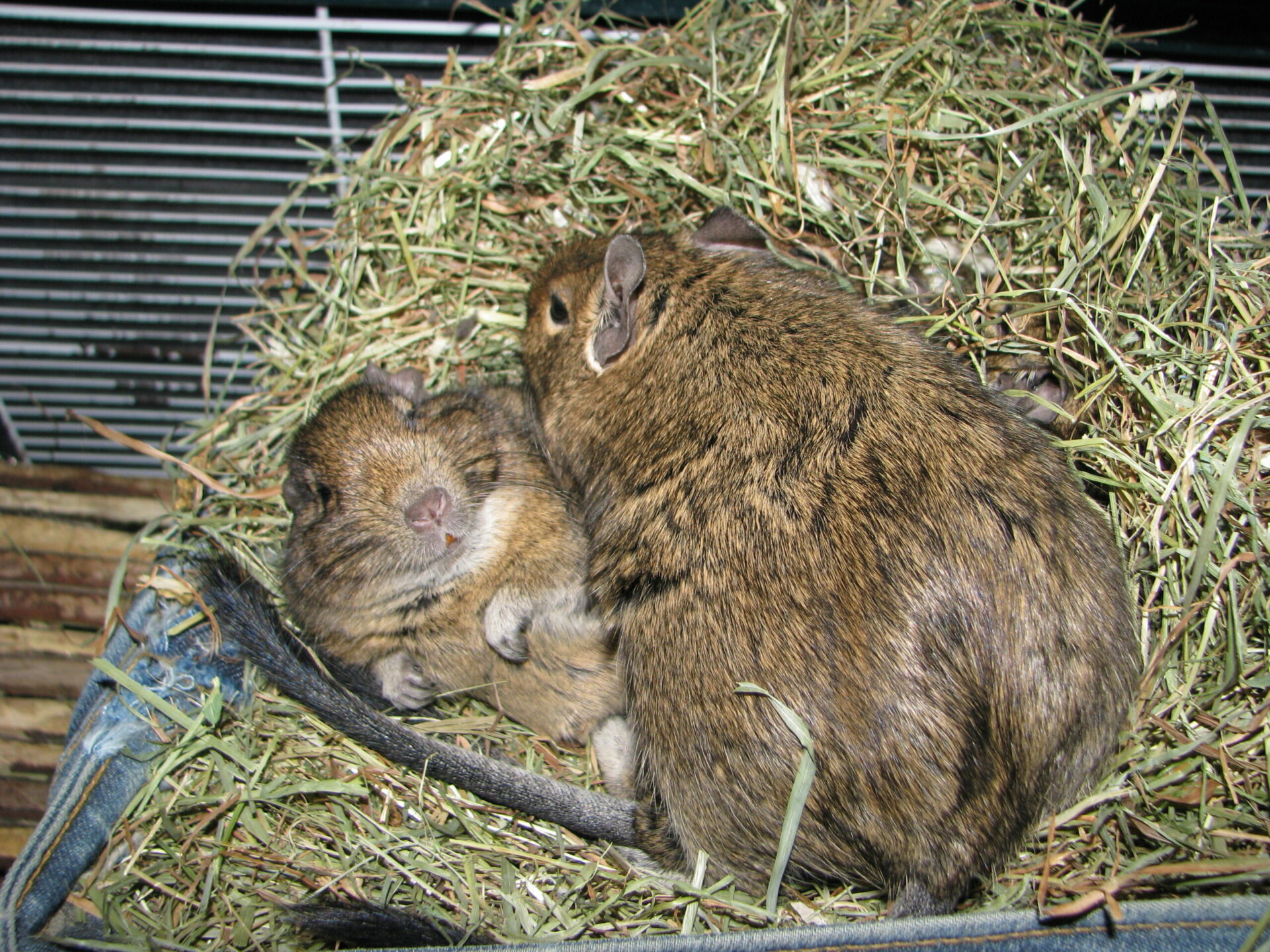 Degus curled together in a thick hay nest inside a cage.