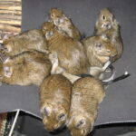Dominance and social relationships in degus